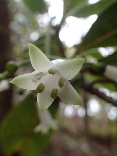 Psychotria grandiflora, 2023-06-06