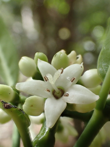 Psychotria greenwelliae observed 2024-07-18