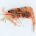 Polar Lebbeid Shrimp - Photo (c) Claude Nozères, some rights reserved (CC BY-NC), uploaded by Claude Nozères