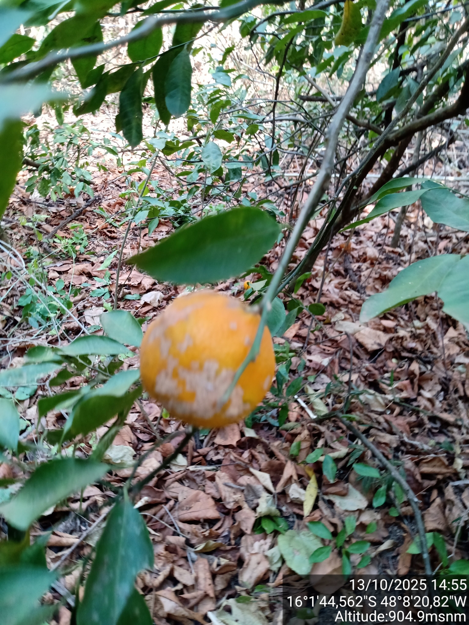 Imagem de limão-cravo