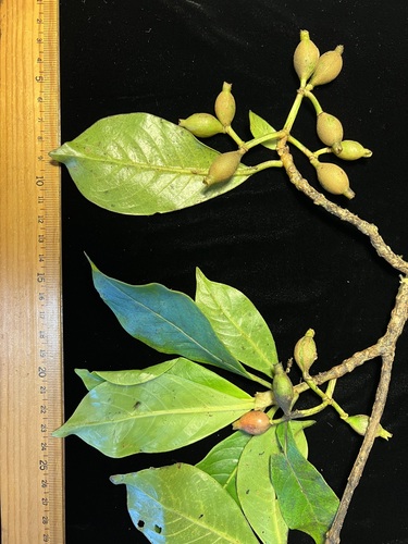 Psychotria hexandra, 2024-08-08