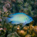 Peacock Damsel - Photo (c) batfish, some rights reserved (CC BY-NC), uploaded by batfish