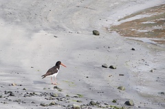 Haematopus ostralegus