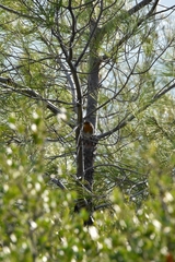 Erithacus rubecula