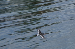 Haematopus ostralegus