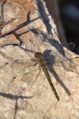 Sympetrum striolatum