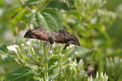 Eantis papinianus