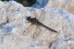 Sympetrum striolatum