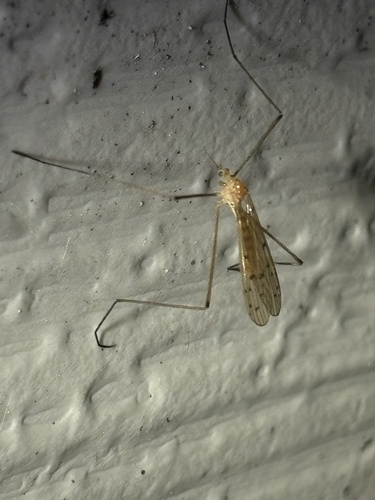 Unknown species found near Woodway Rd, Stamford, CT, US
