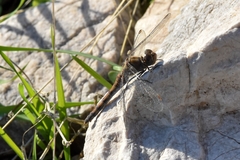 Sympetrum striolatum