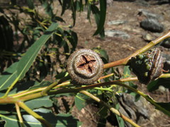 Eucalyptus globulus globulus