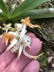 Cyrtorchis arcuata arcuata