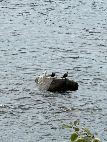 Double-crested Cormorant