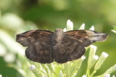 Eantis papinianus