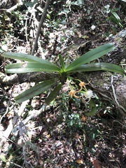 Cyrtorchis arcuata arcuata