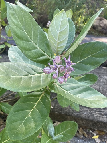 crown flower