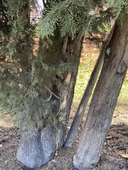 Cupressus sempervirens