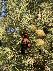 Cupressus sempervirens