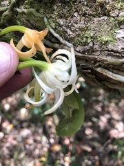 Cyrtorchis arcuata arcuata