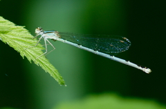 Enallagma vesperum