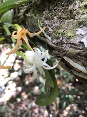 Cyrtorchis arcuata arcuata