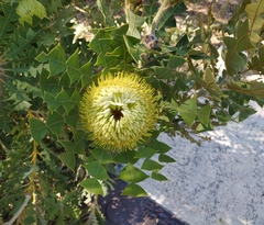 Banksia baxteri