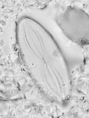 Fallacia pygmaea