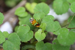 Fuchsia procumbens