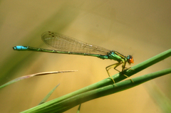 Enallagma antennatum