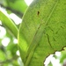 Neophisis - Photo (c) orthoptera-jp, some rights reserved (CC BY-NC), uploaded by orthoptera-jp