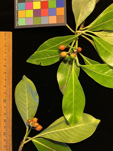 Psychotria mauiensis observed 2023-08-25
