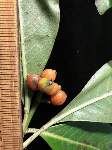 Psychotria mauiensis