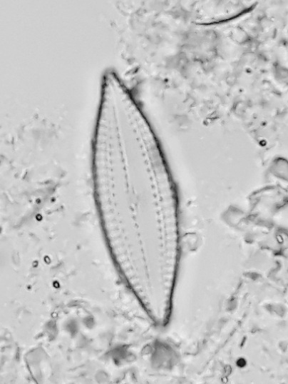 Scoliotropidaceae