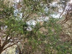 Melaleuca lanceolata