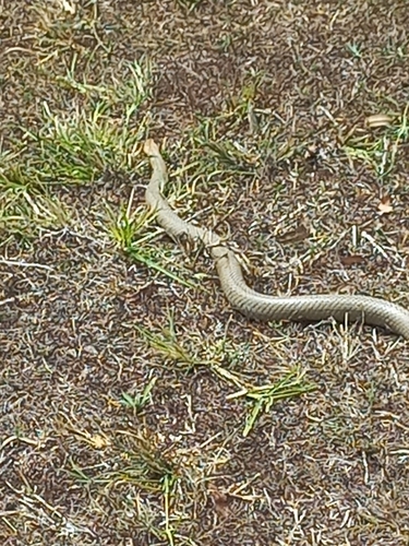 Eastern Brown Snake sighting