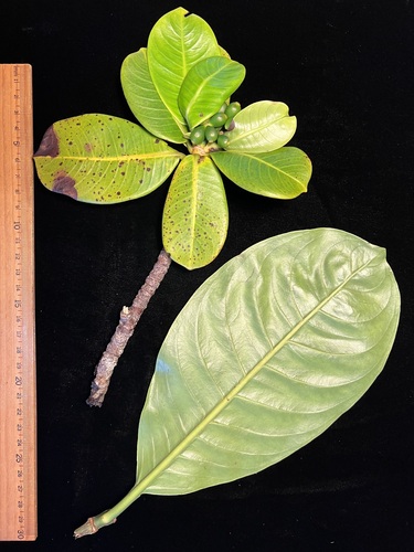 Psychotria wawrae observed 2024-09-05