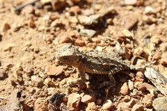 Phrynosoma asio