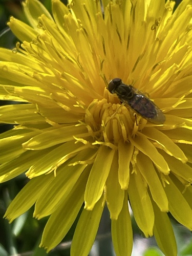 Unknown species found near Doctors Park, Fox Point, WI, US