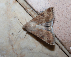 Heliothis nubigera