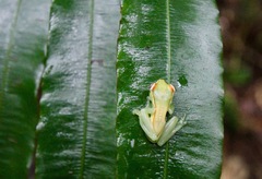 Tlalocohyla celeste