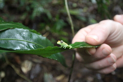 Tlalocohyla celeste