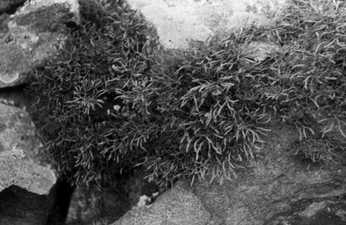 Selaginella sanguinolenta, photograph 6