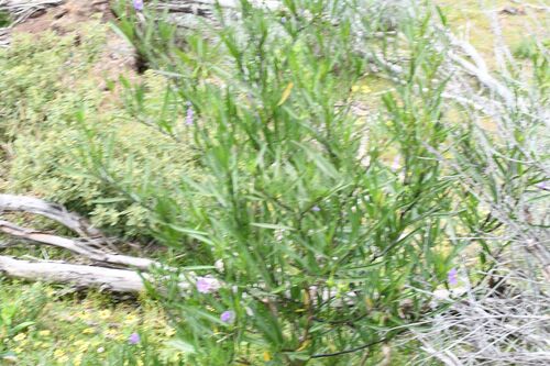 kangaroo apple (Solanum symonii)