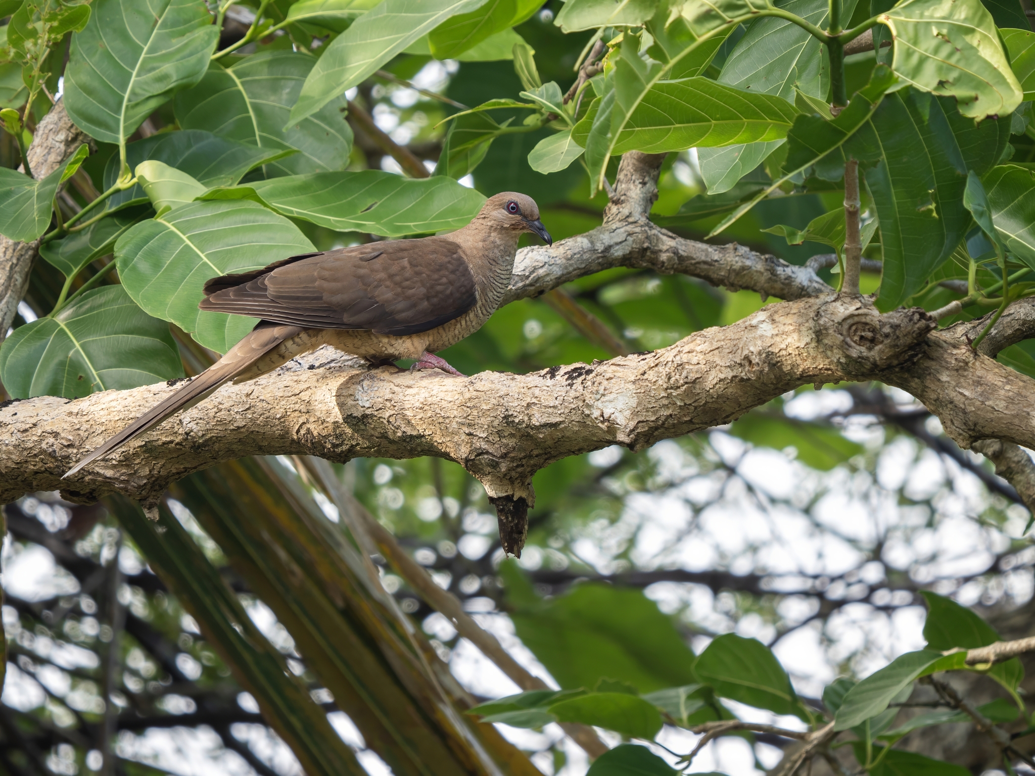 Flores Sea Cuckoo-Dove (Macropygia macassariensis), photo 2