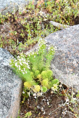 Stylidium adnatum (Stylidium adnatum)
