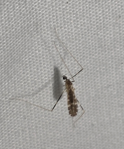 Unknown species found near Troy, AL 36079, USA