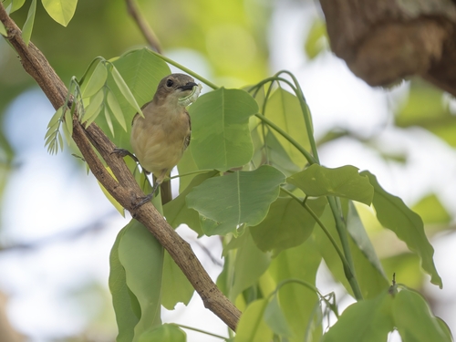 Selayar Whistler (Pachycephala teysmanni), photo 7