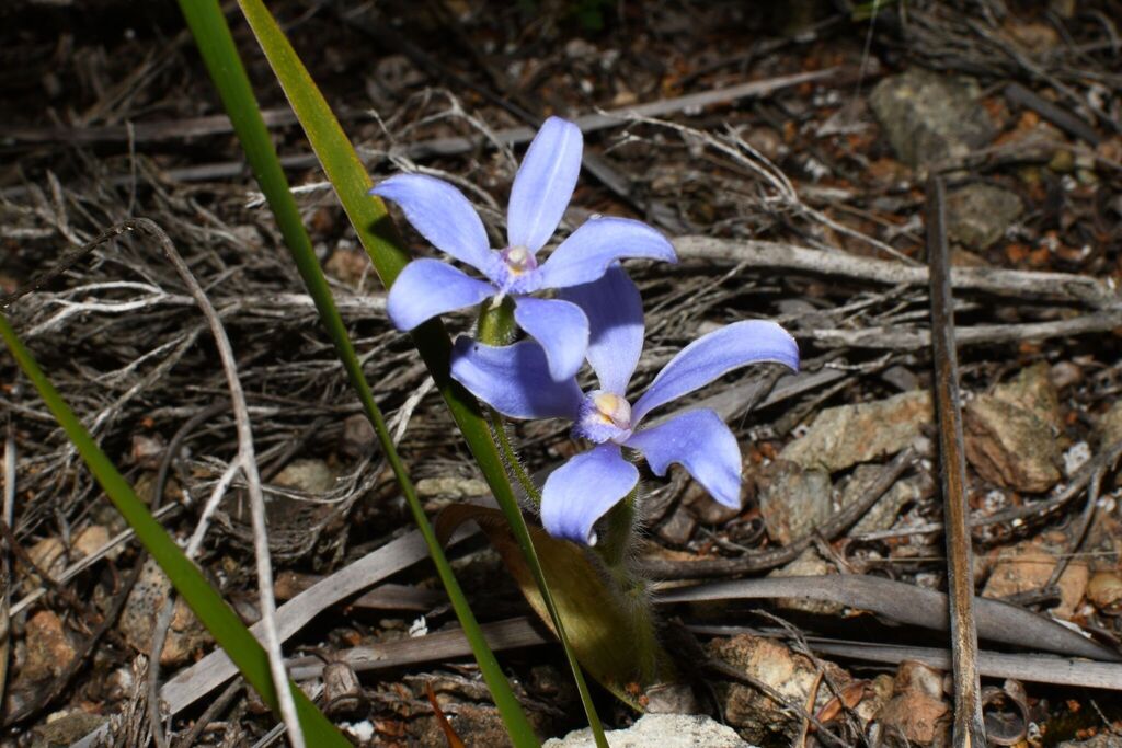 Caladenia nikulinskyae