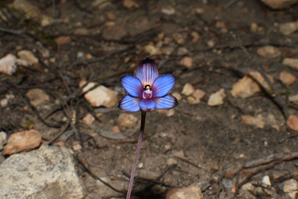 Thelymitra occidentalis