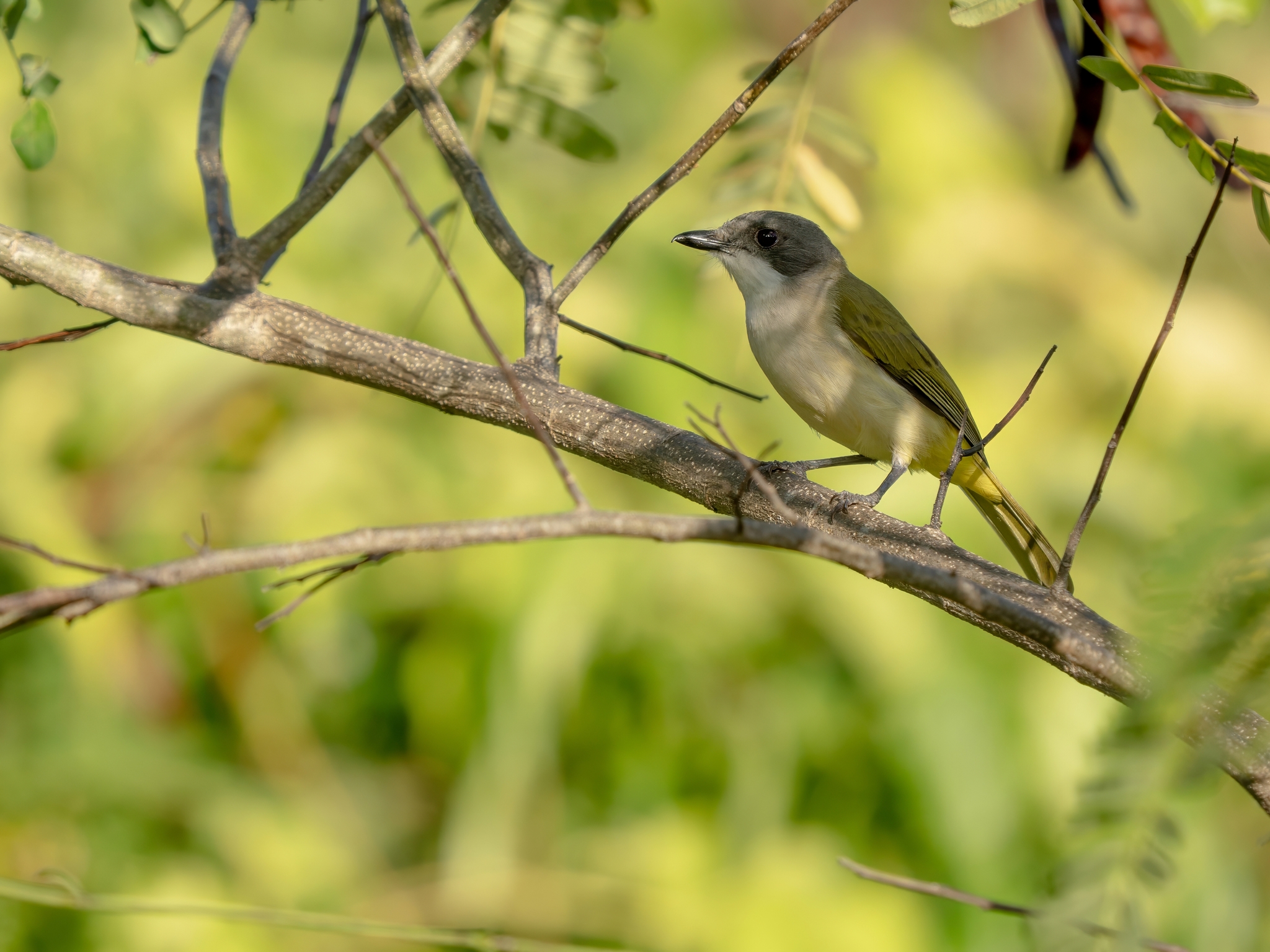 Selayar Whistler (Pachycephala teysmanni), photo 3